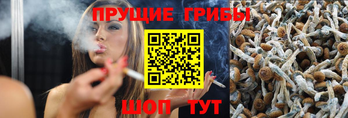 Карабулак  Галлюциногенные грибы Psilocybe  Вход с VPN 